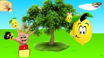 The Yellow is Lemon Finger Family Song - Colors Song and Finger Family Lemon Nursery Rhymes - HD