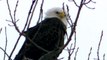American Bald Eagle Eagles Resting on Tree watch in HD Full Screen