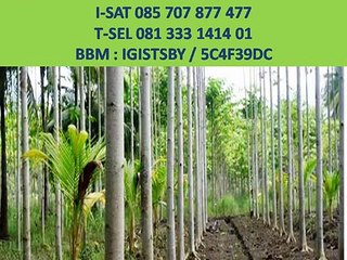 085 707 877 477 (I-SAT) - Jabon timber business