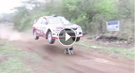 This dog is LUCKY to be alive