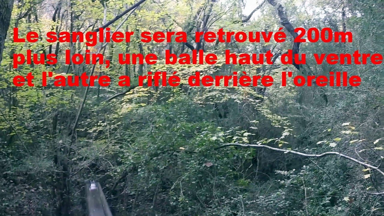 Chasse Grand Gibier : Tir de 4 sangliers