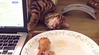 Funny Cat Tries.to Steal Food