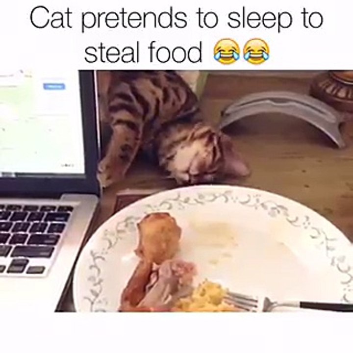 Funny Cat Tries.to Steal Food