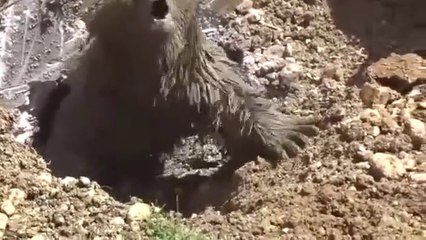 Скачать видео: Cet ours tombé dans une fosse septique va etre sauver apres une longue intervention risquée