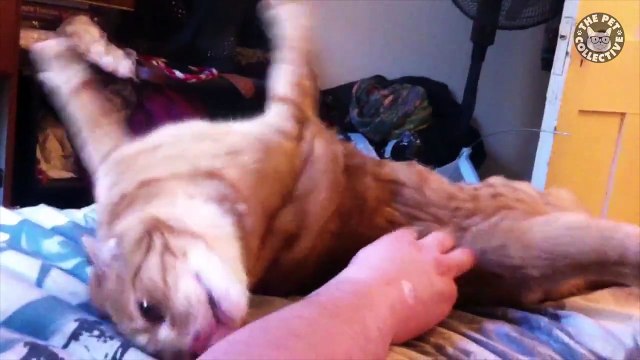 funny dogs || funny pet || funny baby || funny cats || funny people || laugh || baby laugh 2
