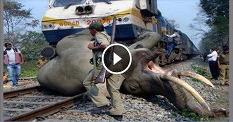 Four elephants before speeding train in India - Video Dailymotion