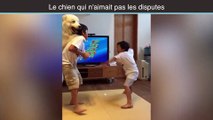 Le chien qui n'aime pas les disputes