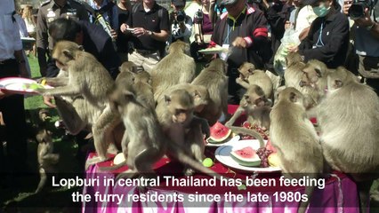 Thai town puts on feast for local monkeys