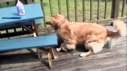 funny dogs || funny pet || funny baby || funny cats || funny people || laugh || baby laugh 3