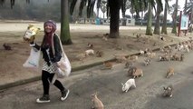 Une femme attaquée par des lapins