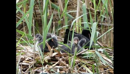 Petite famille Foulques au plan d'eau de Remiremont