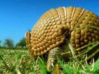 three-banded armadillo