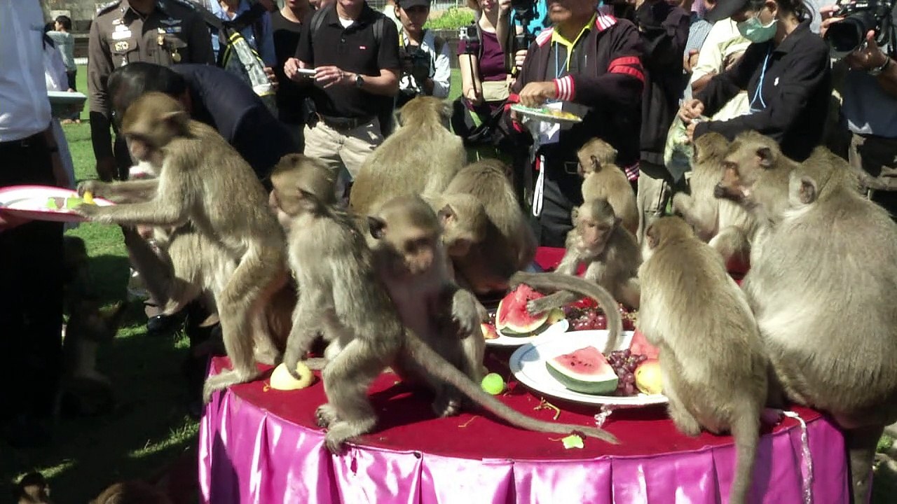 Das große Fressen in der Stadt der Affen