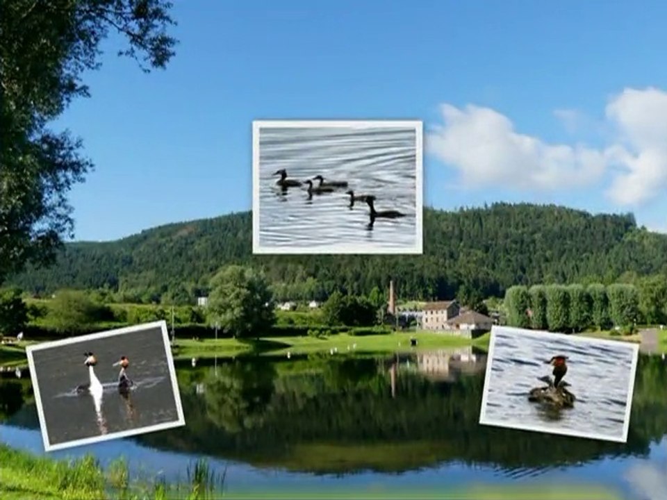 Tranche de vie d'un couple de Grèbes huppés sur le plan d'eau de Remiremont