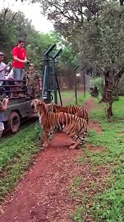 Attacking animals