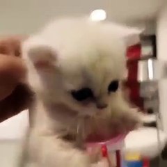 Lawak Giler! Anak Kucing Comel GANAS Tak Benarkan orang Rampas Barangnya!