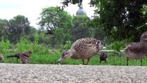 Feeding Birds at Loring Park Minneapolis
