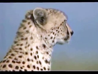 Çitanın Ceylan Avı