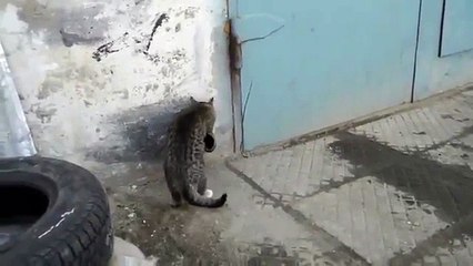 Trofaya Giren Kedinin Görüntüsüne Ulaşıldı!