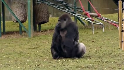 Et si ce gorille était en fait Bigfoot  Les spécialistes s'interrogent, jugez par vous même !