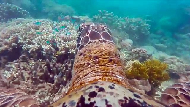 Deniz Kaplumbağasının Gözünden Harika Su Altı Görüntüleri