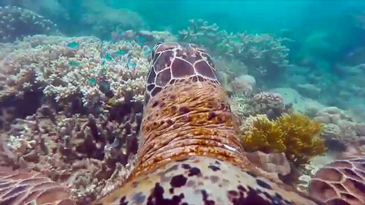 Deniz Kaplumbağasının Gözünden Harika Su Altı Görüntüleri