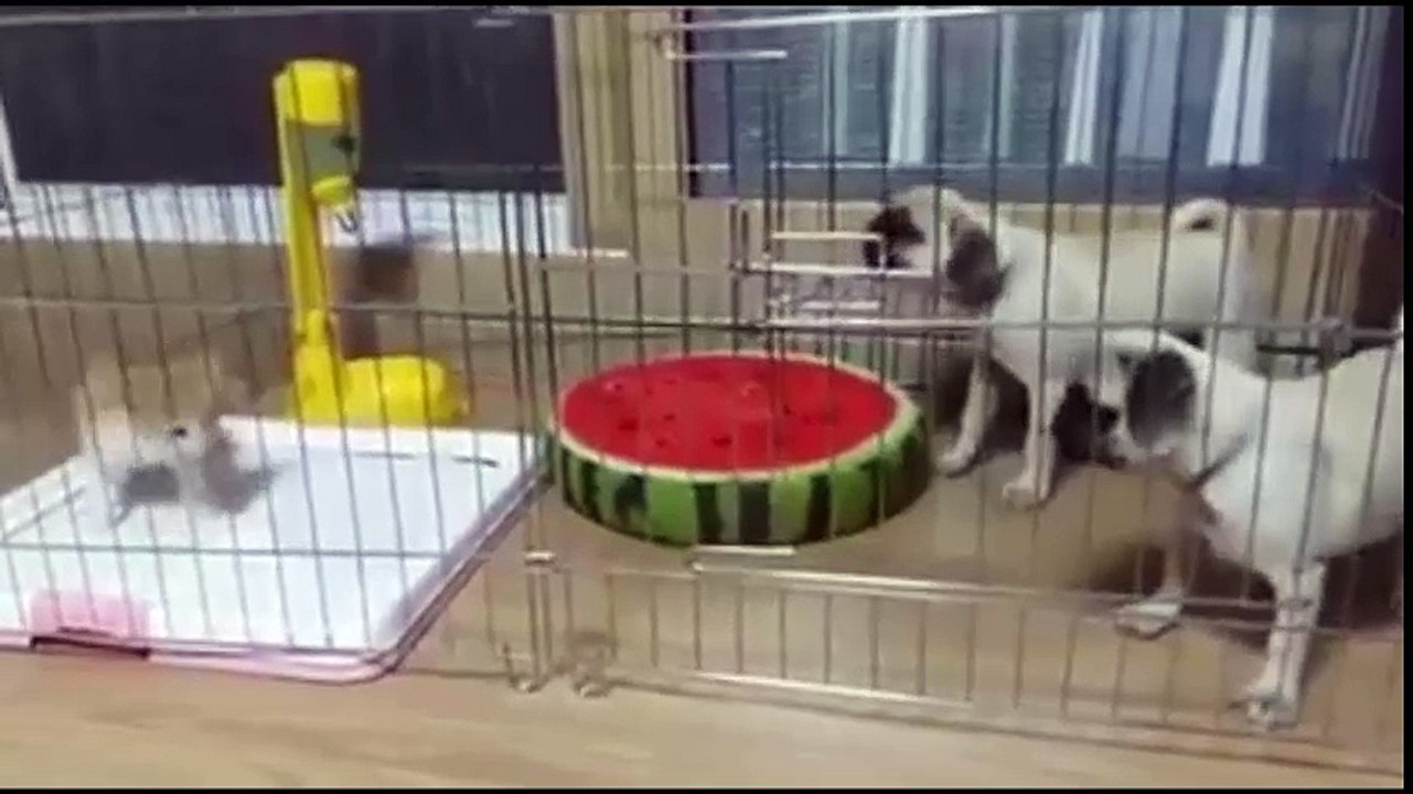 Funny cats annoying dogs - Cute animal compilation