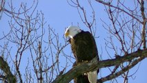 Eagles Mating ? SEE HOW EAGLES MATE ! caught on video