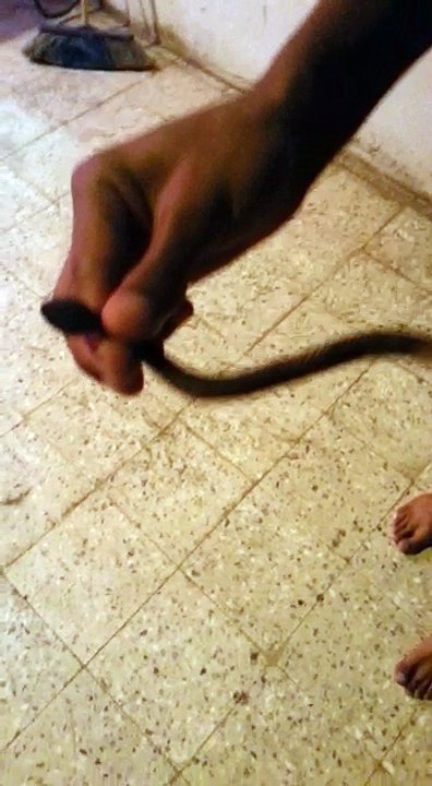 Snake Prank With Friend
