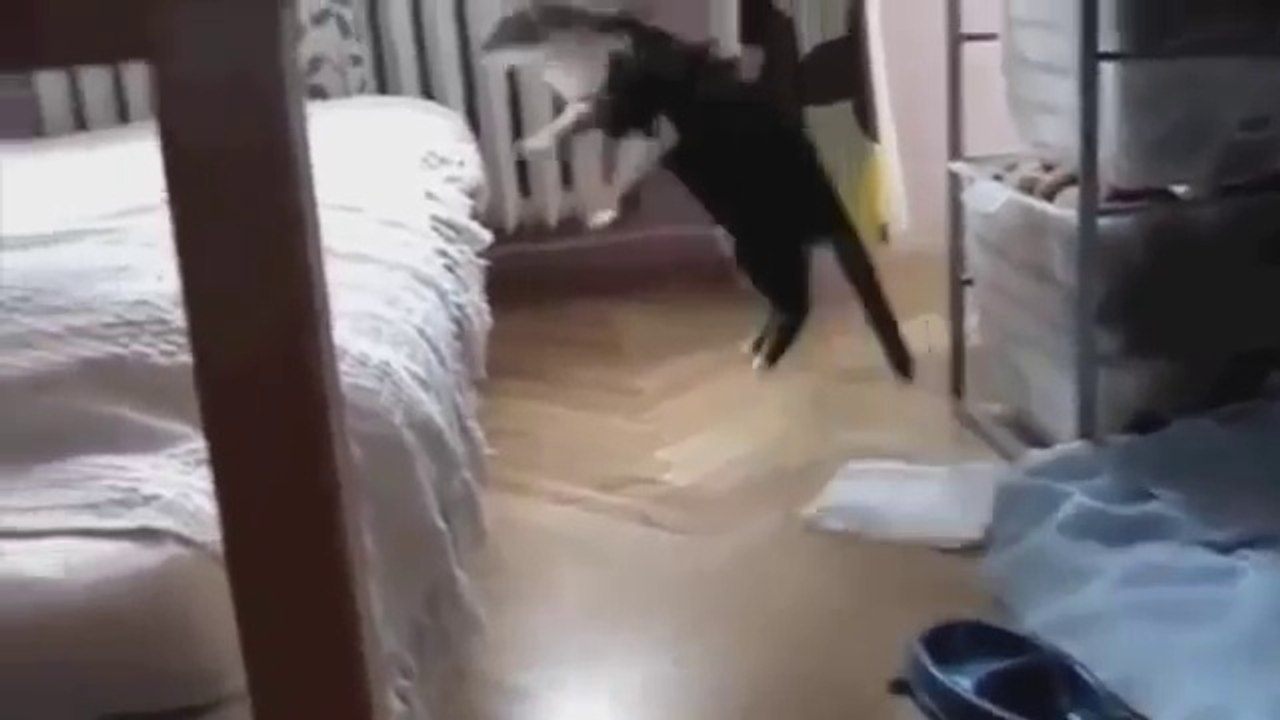 Cats FAIL Compilation