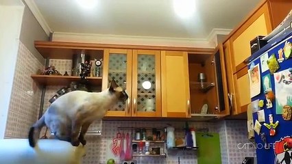 Chats - Vidéos les plus drôles.2