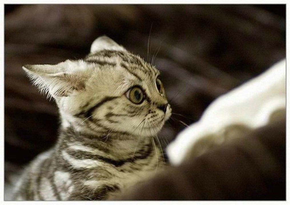 Chats effrayés