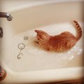 Chats aiment l'eau