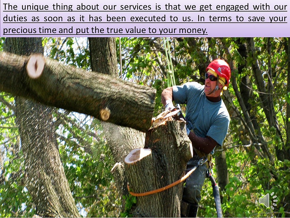 Tree Lopping Brisbane - Excellent Services Of Tree Removal By Professionals