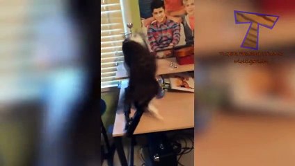 Super Funny Cats And Cats fights