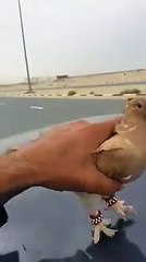 this video is for Pigeons Lovers