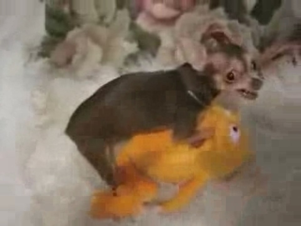 le chien et le jouet