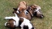Cutest puppy litter born in paradise - Sleeping,napping,lying on top of one another.