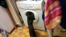 Funny Cats vs Washing Machines Compilation 2016
