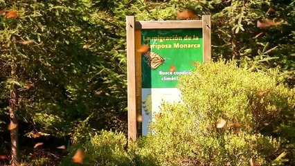 Billions of Butterflies Reached Mexico