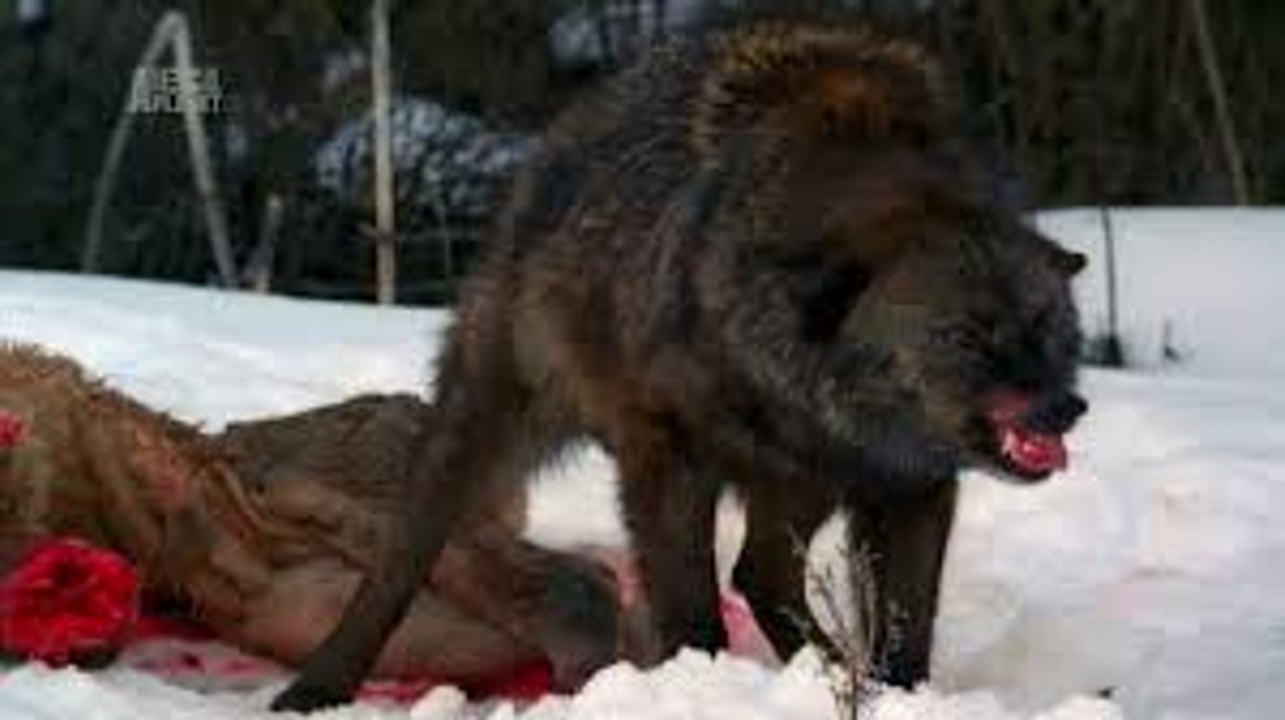 สารคดี เหยื่อของหมาป่านักล่า