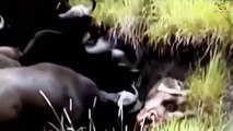 CRAZIEST Animal Fights Caught _ Buffalo , Lion , Crocodile , Hippo #1