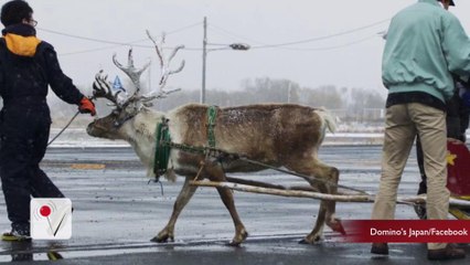 Domino's Is Training Reindeer to Deliver Pizza
