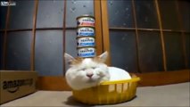 Top 10 Funniest Lazy Cats - Funny Videos - Funny Cats - Funny Animals Videos - Funny Dogs