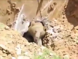 Un ours surgit sur un chantier de construction !