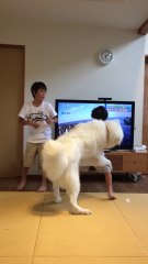 Ce chien sépare 2 enfants en train de se bagarrer