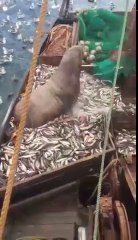 Un énorme éléphant de mer dans les filets d'un bateau !