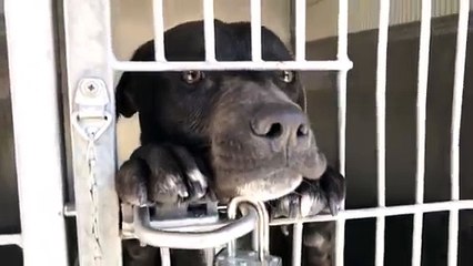 TAGG 10 month old puppy waiting for his forever home!