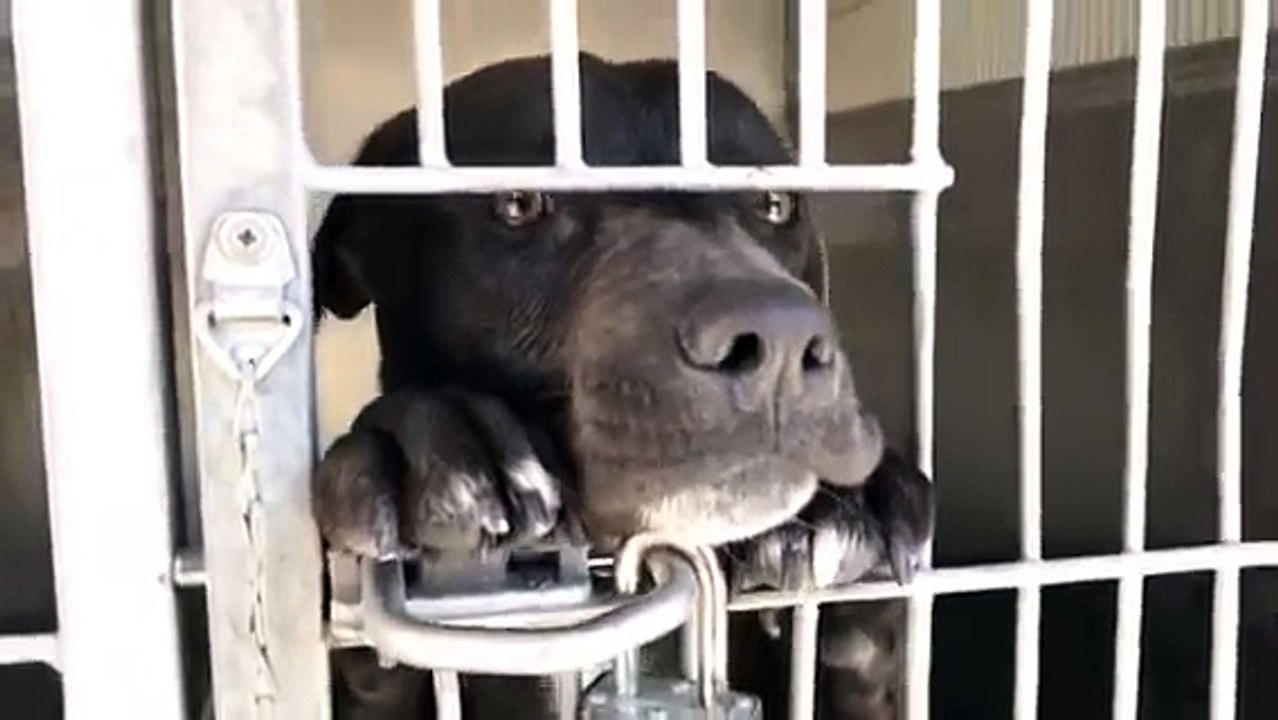 TAGG 10 month old puppy waiting for his forever home!