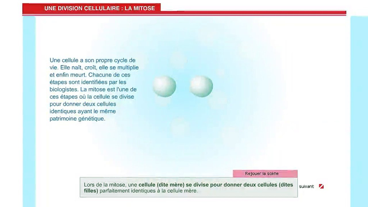 mitose